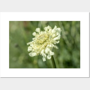 Scabiosa columbaria Posters and Art